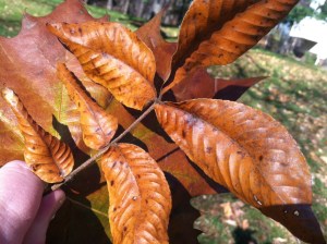 The Massicot color found on a walk in the woods. beech leaves!