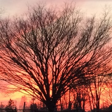 Two seconds after taking this photo of the glorious February sunset, I fell and brooke my wrist three ways to Sunday, as they say.